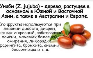 Все о китайском финике или унаби: применение, химический состав и польза