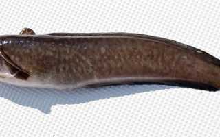 Налим морской (Gaidropsarus mediterraneus)