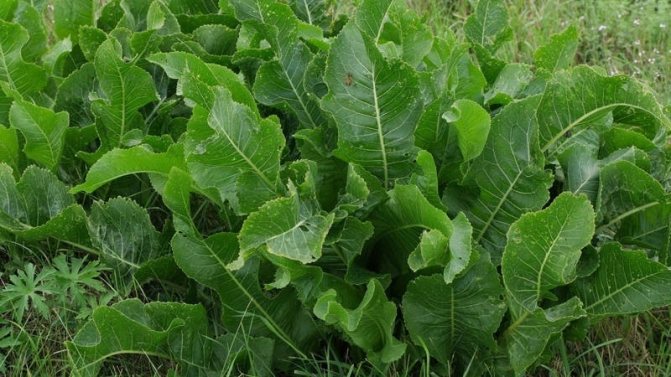 Какие бывают сорта хрена и как выбрать лучший