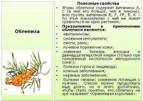 Полезные свойства облепихи. Лечебные свойства облепихи