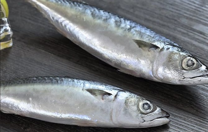 скумбрия соленая в домашних условиях очень вкусная
