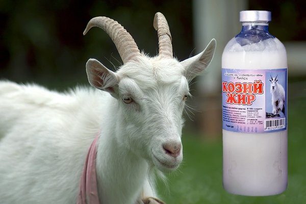 Жир козы